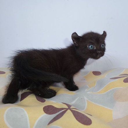 菲律宾网友家的黑色美国卷耳猫好像小恶魔啊