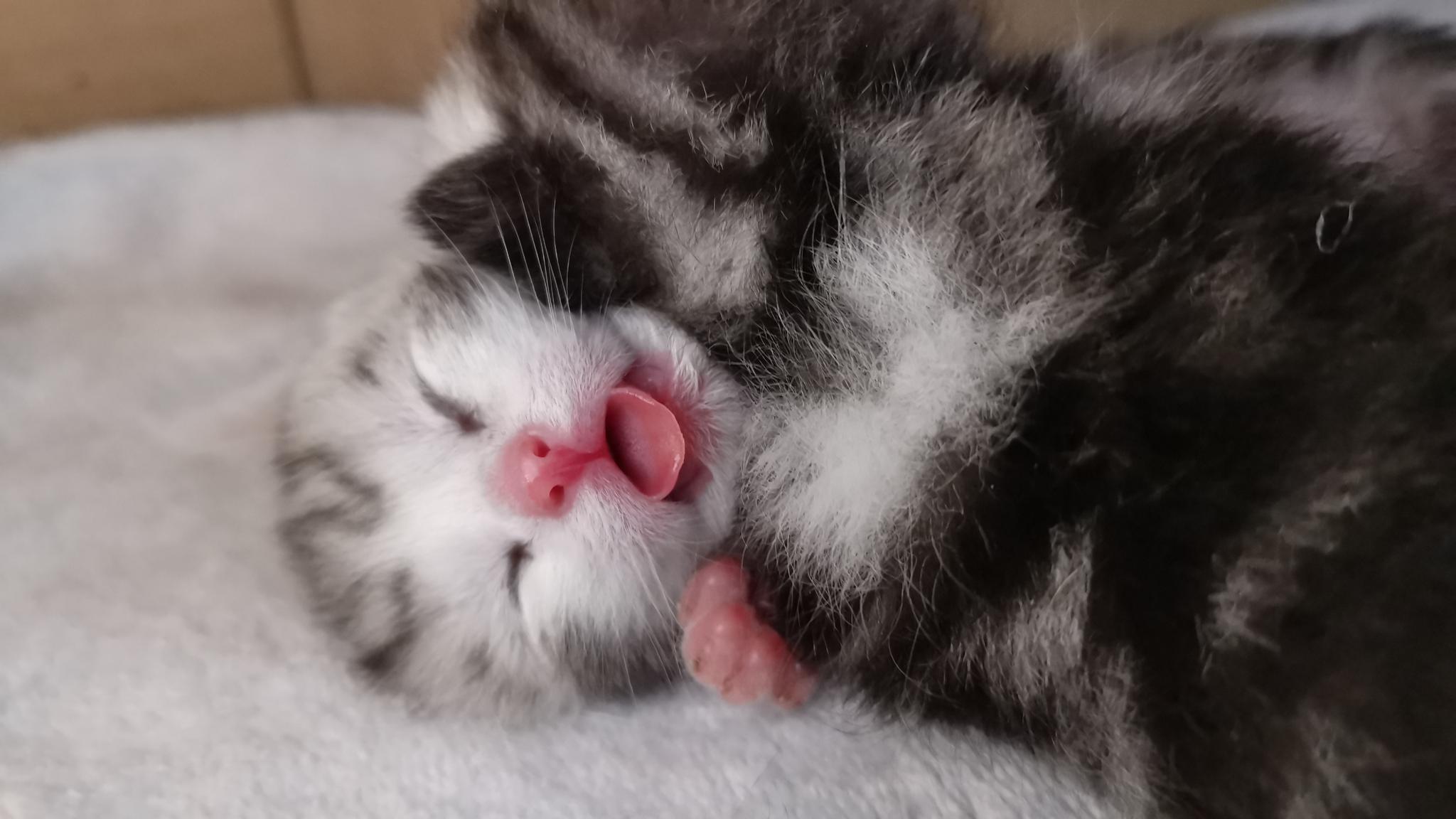 猫宁鸭小奶猫被压成这样还不忘吐舌卖萌