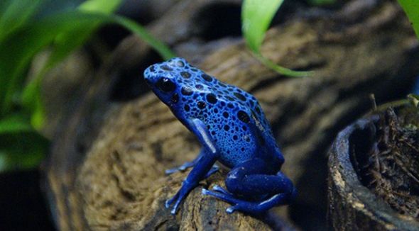 蓝毒蛙图片