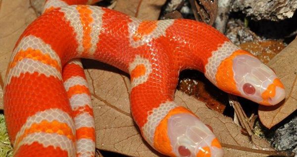 男子在野外发现橘色双头蛇,有人出高价购买,却被他拒绝了