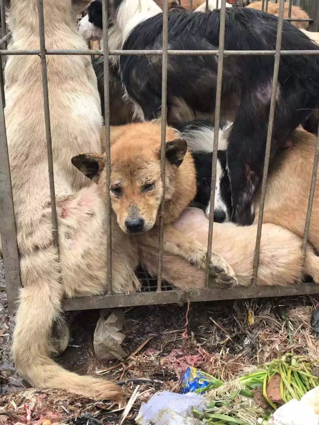 东方路菜场的几十只待杀狗狗,在各方努力下已全部救出,感人!