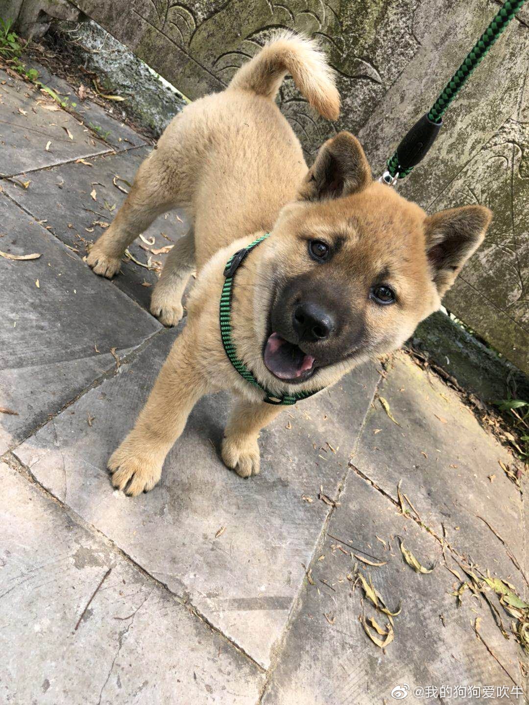 花舌头土狗图片