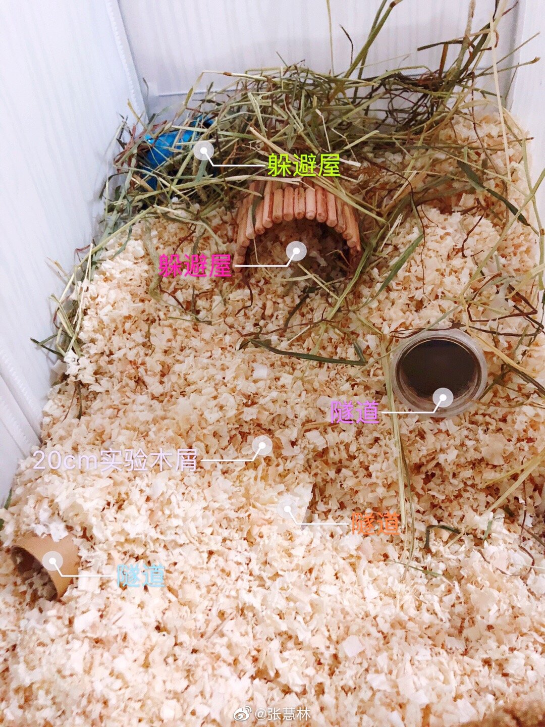 看看咱闺女纯手工打造的仓鼠窝