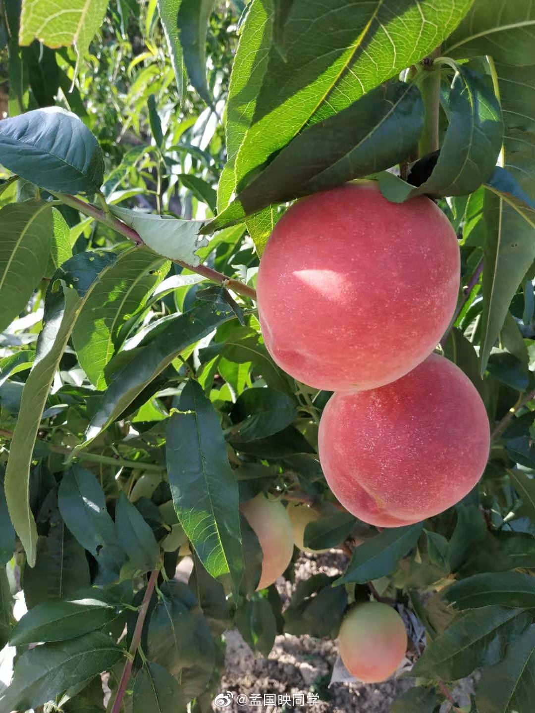 八月早安我家里自己种的秦安水蜜桃品种是北京七号最好吃的桃