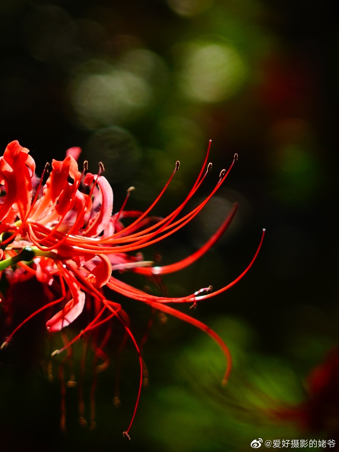 彼岸花,拍花的同时观看背景,效果就会不同.你懂得