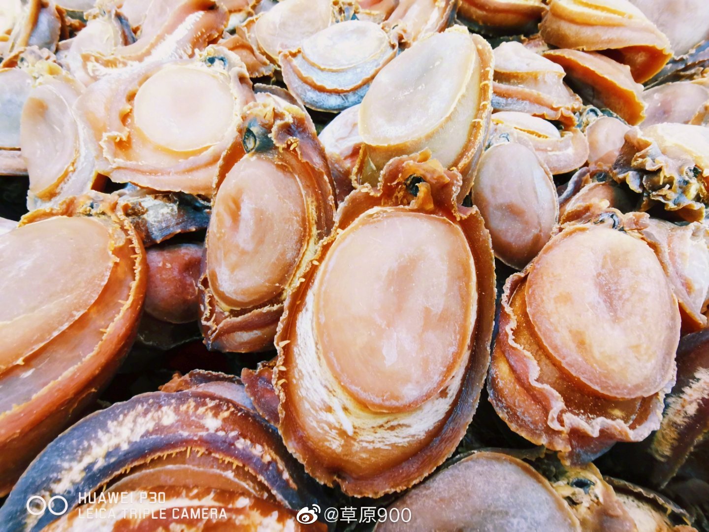 澳大利亚塔斯马尼亚是全球最大野生鲍鱼来源地