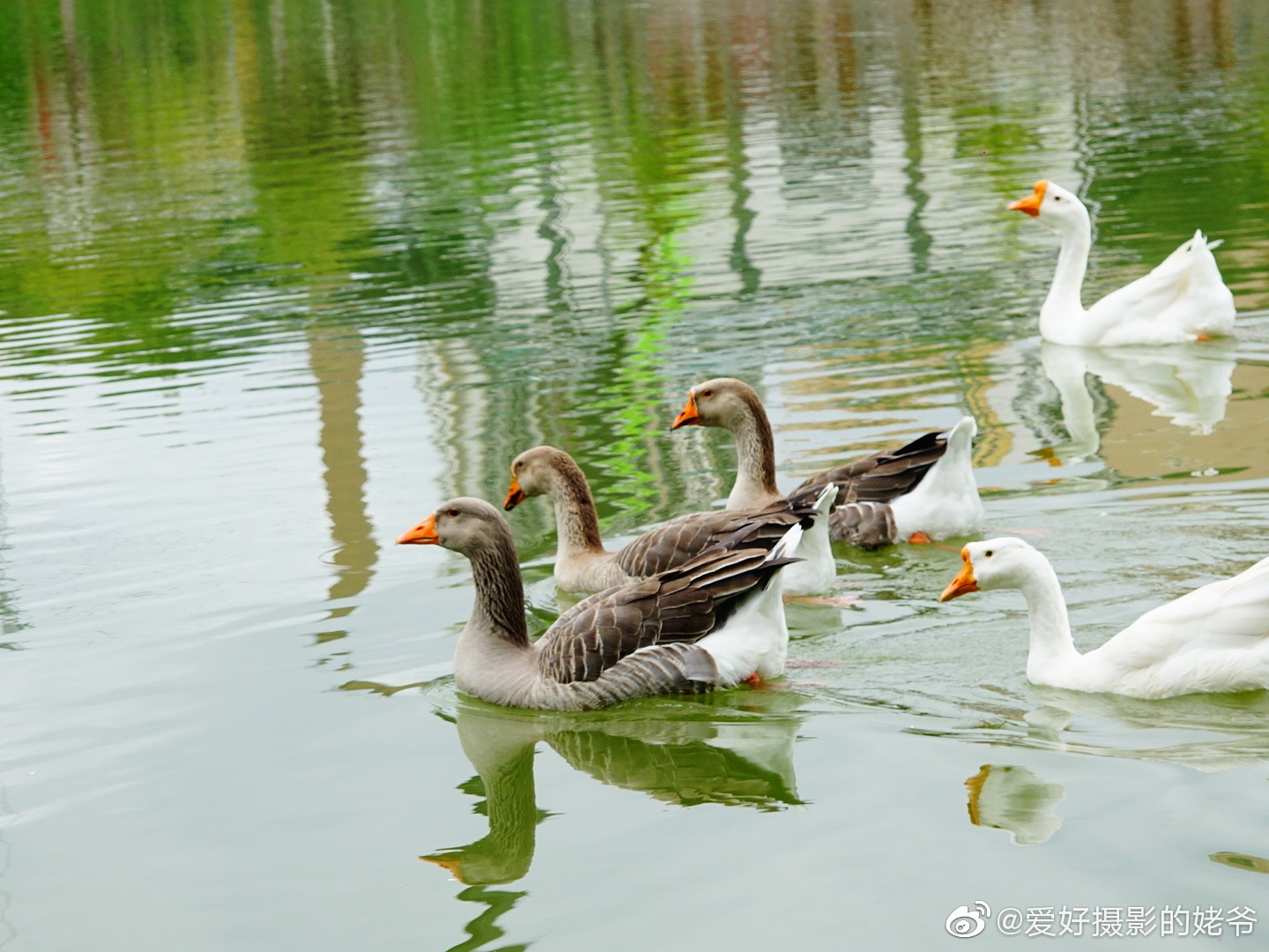 鸭,鹅.雁滩公园.