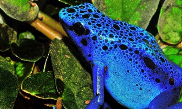 蓝色毒标蛙:释放一次毒液便能杀死10个人,杀死两万只老鼠