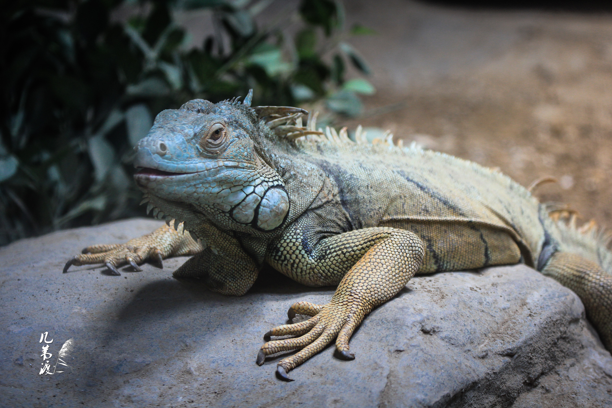 上海动物园蜥蜴们20137拍摄
