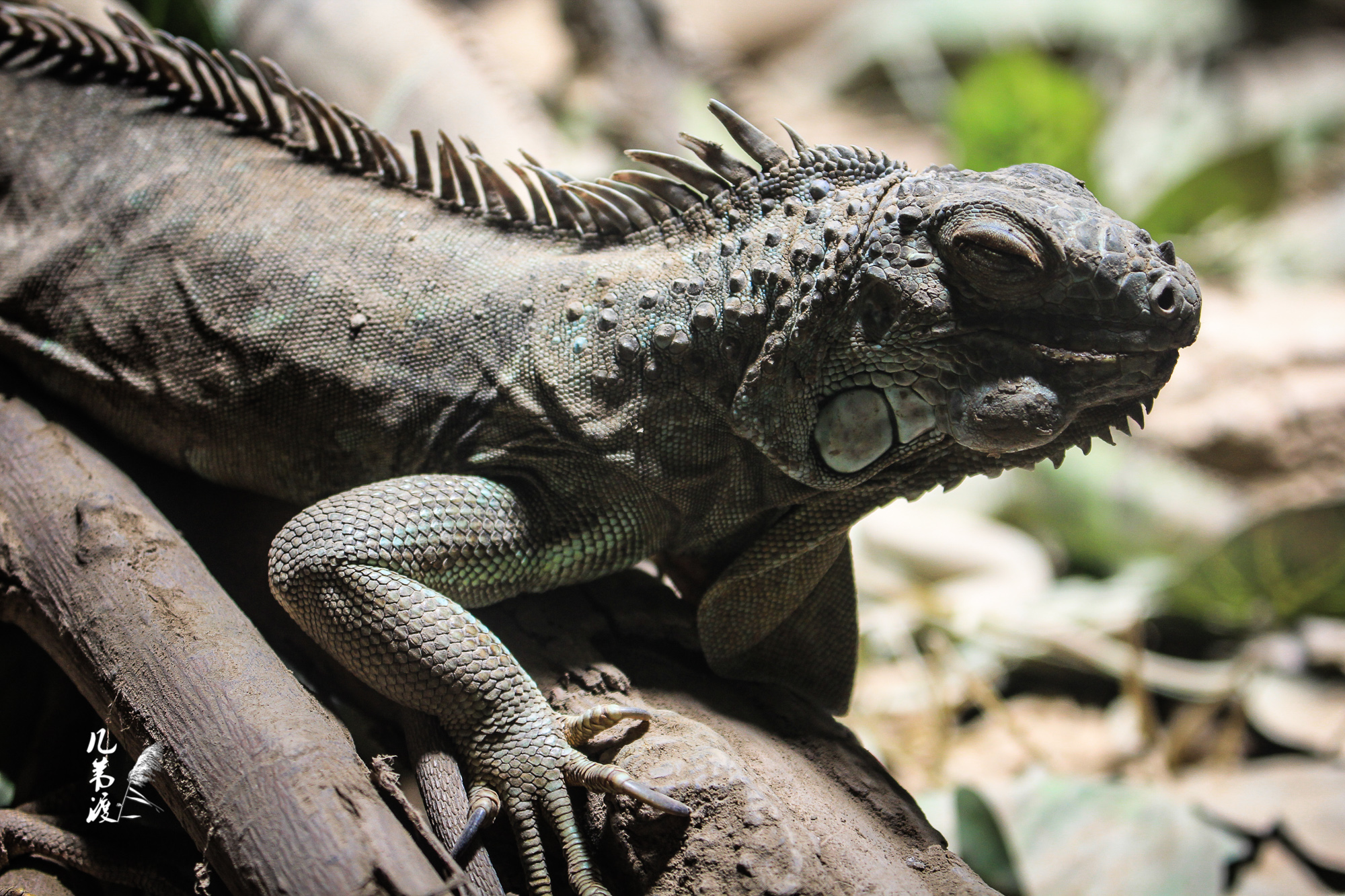 上海动物园蜥蜴们20137拍摄