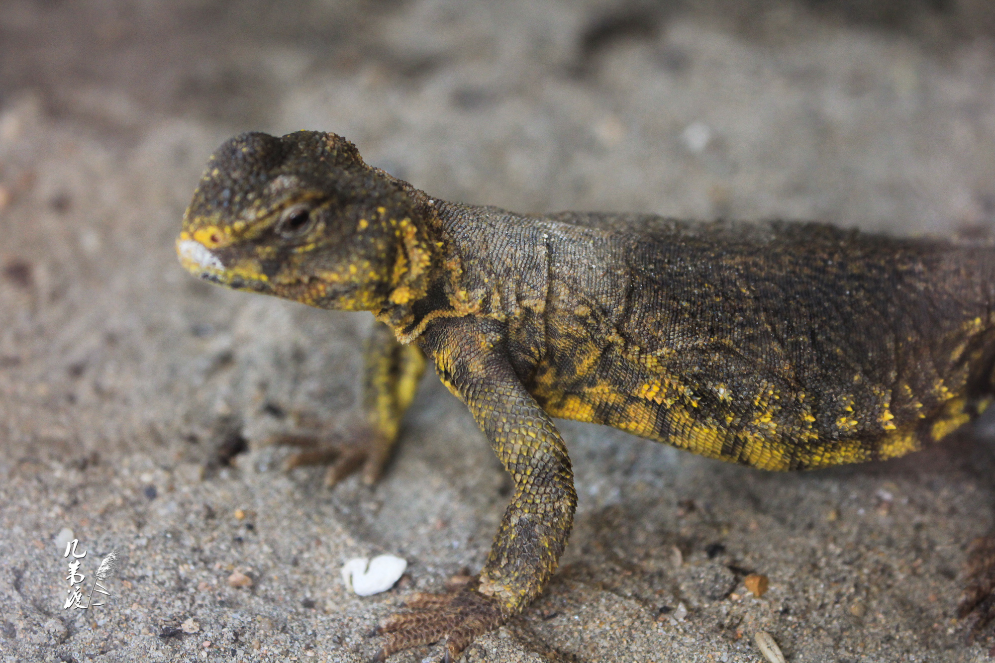 上海动物园蜥蜴们20137拍摄