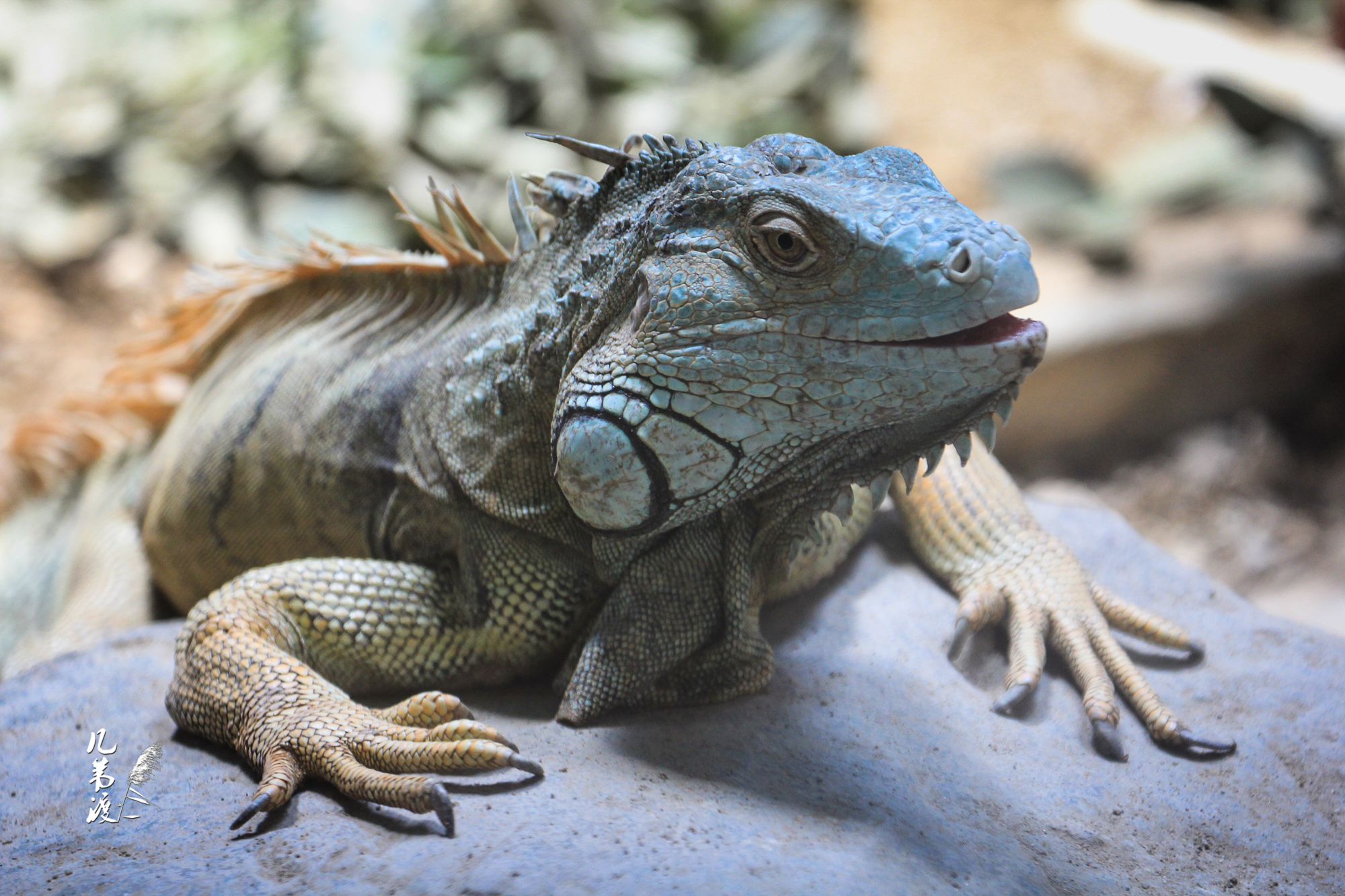 上海动物园蜥蜴们20137拍摄