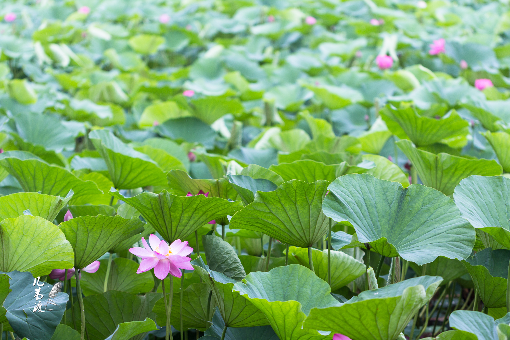 沈阳东湖荷花(三) 2016/7 拍摄这个东湖位于沈阳东陵(努尔哈赤福陵)