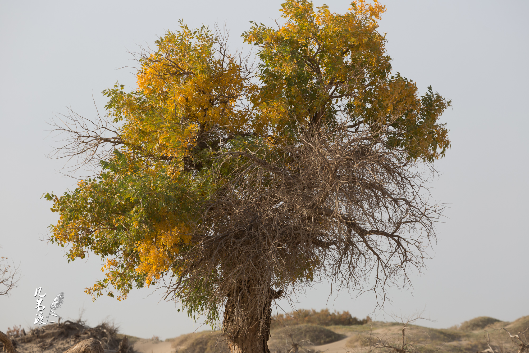 面对满地枯死的胡杨 也是悲凉