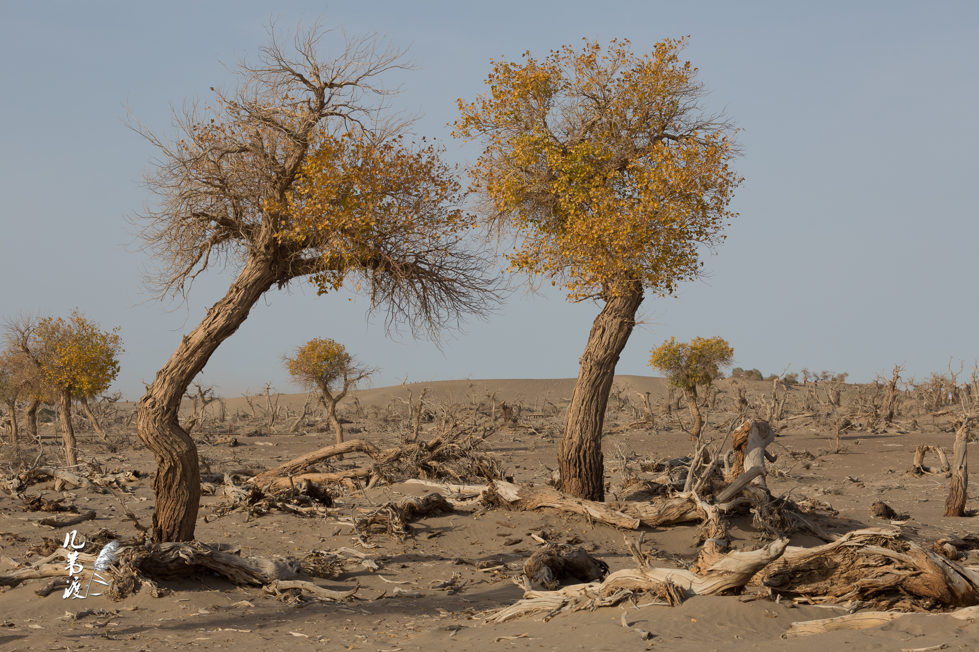 面对满地枯死的胡杨 也是悲凉