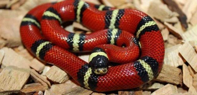 动物趣闻:奶蛇的名字是怎么来的,它与剧毒的珊瑚蛇怎么区分