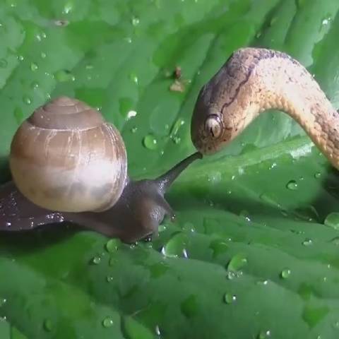 小蛇捕食蜗牛,最后连点汁水都不放过.