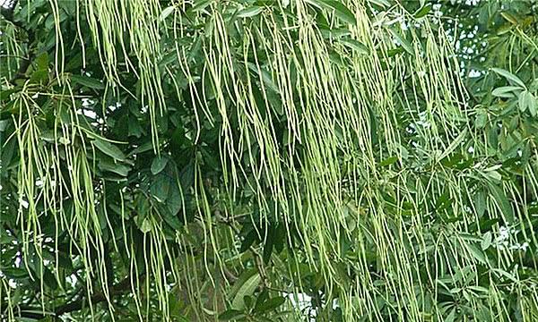 面包树,面粉树,面条树, 见过这些奇葩树吗