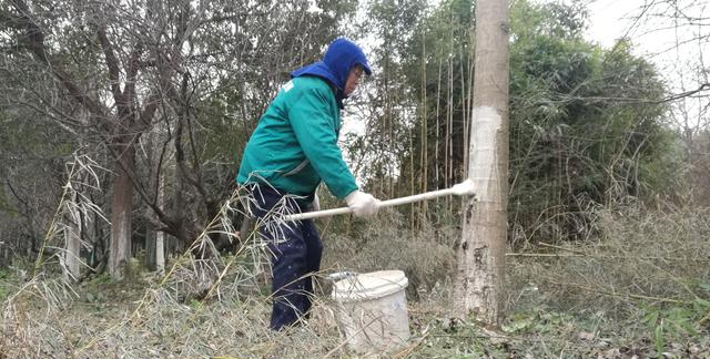 溧水傅家边园区开展树木涂白等工作,确保经济林果等树木安全过冬