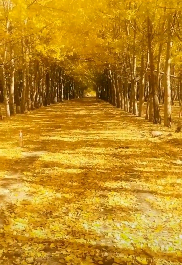 脚下黄金路,头顶黄金天,眼中黄金景,心中黄金情!迎好运!