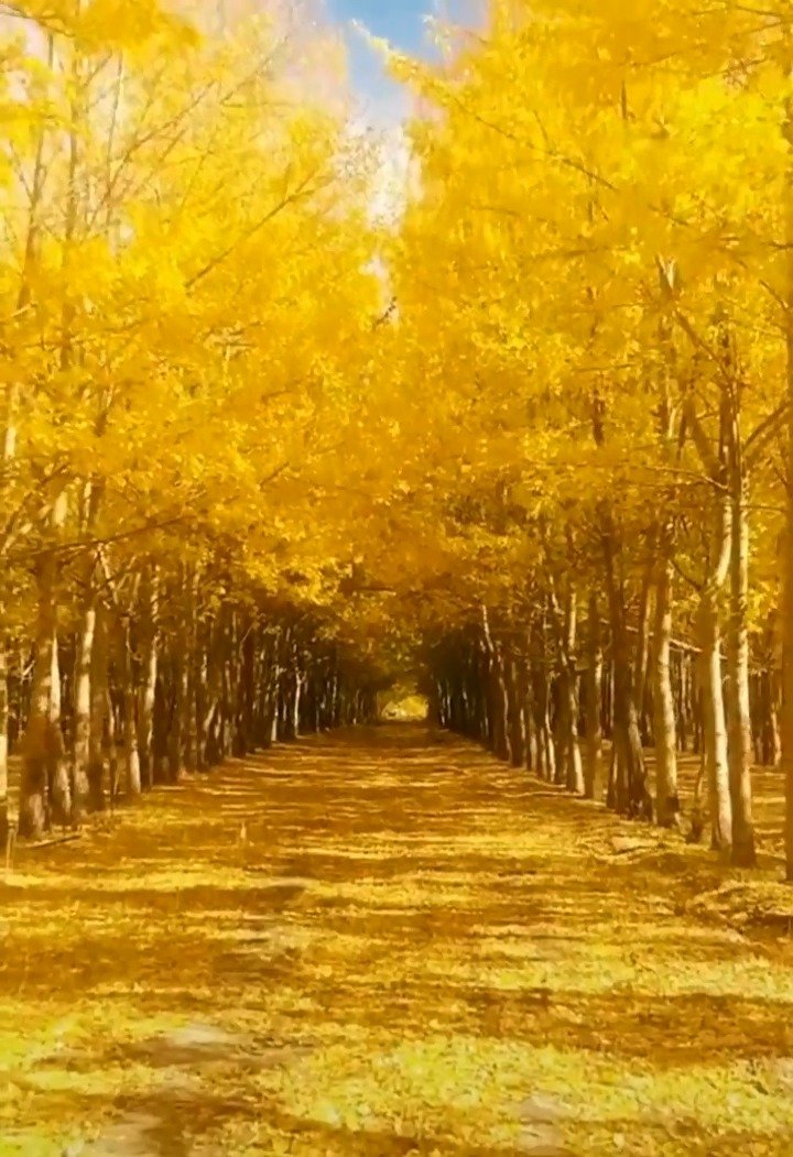 脚下黄金路头顶黄金天眼中黄金景心中黄金情迎好运国庆快乐67