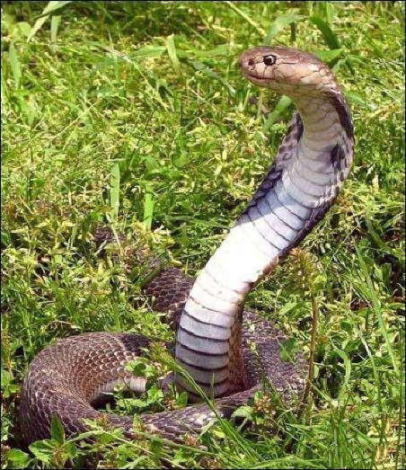 动物趣闻:过山风是农村里爬行速度最快的蛇吗?