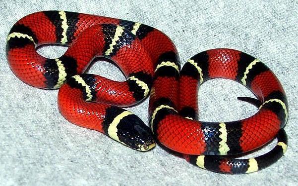 动物趣闻:奶蛇的名字是怎么来的,它与剧毒的珊瑚蛇