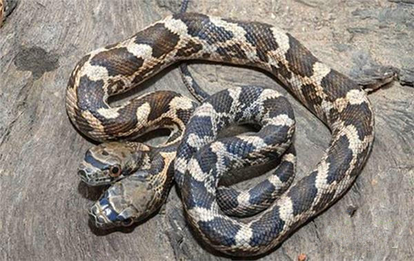 罕见双头蛇,其恐怖模样让人倒吸一口凉气