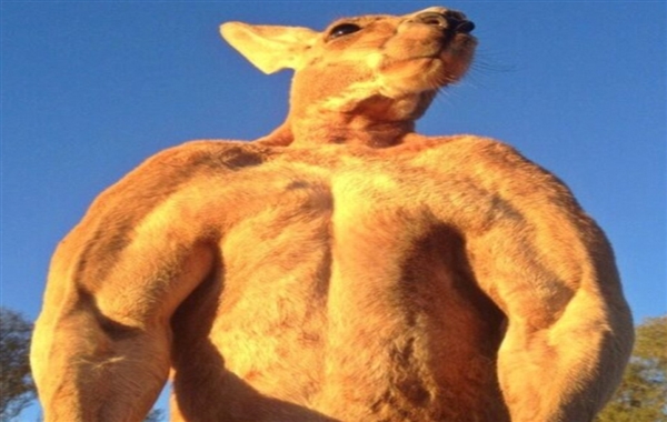 袋鼠中的史泰龙,全身充满结实肌肉,连拳王看到它也要低下头