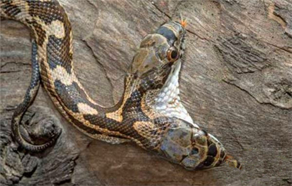 罕见双头蛇,其恐怖模样让人倒吸一口凉气