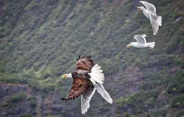 白头海雕猎杀海鸥竟在海鸥群围攻下扬长而去