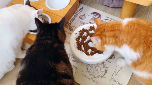 胖子空腹时间久一点,或者吃饭稍微快一点(其实已经很慢了