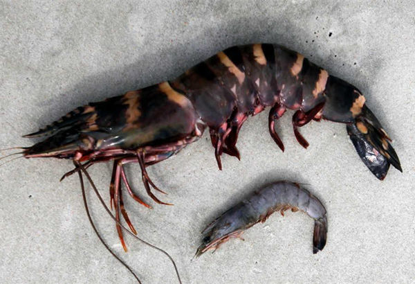 渔夫河中意外捕获巨型怪虾,调查的结果让专家们担心不已