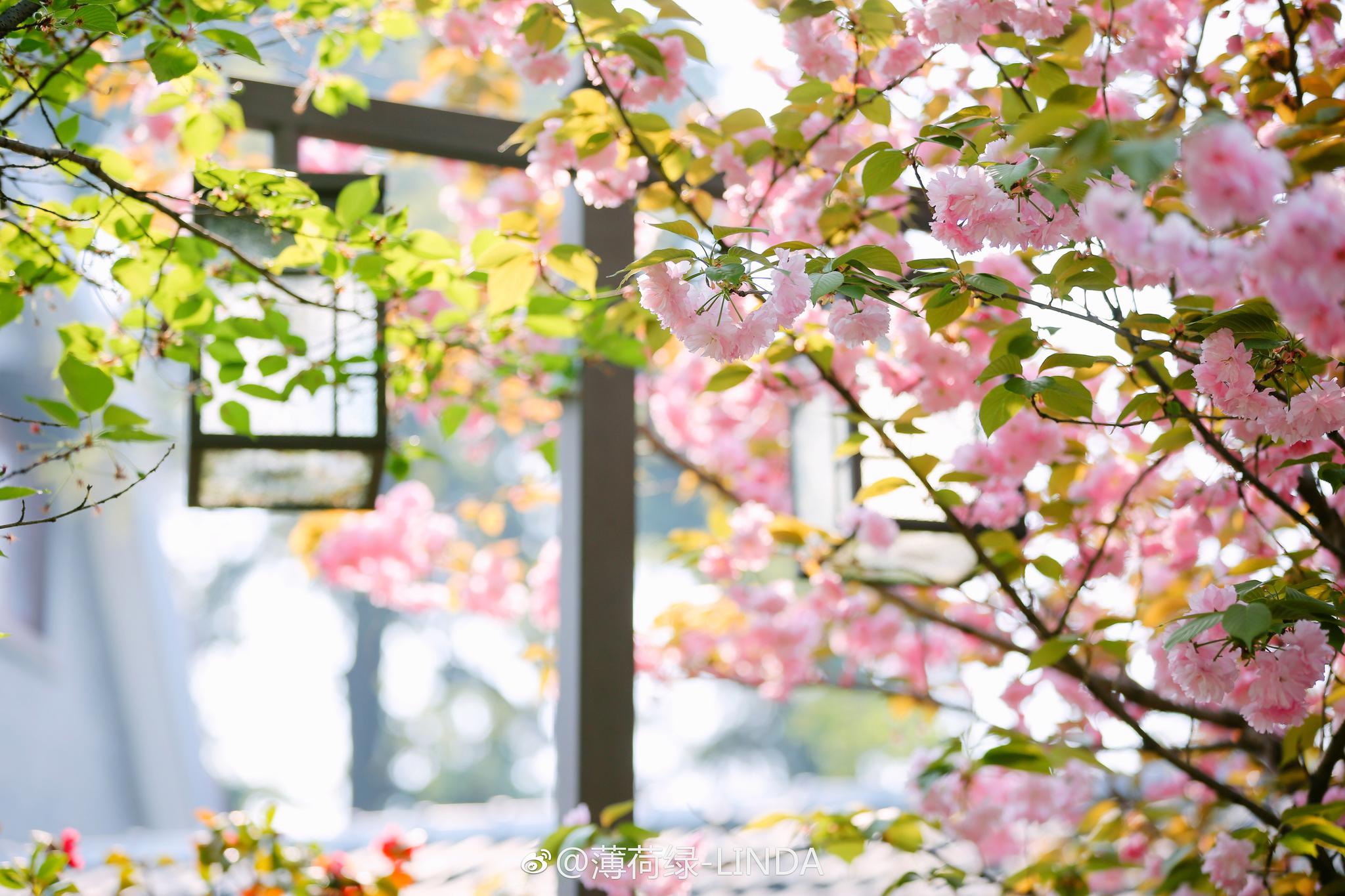 颐和公馆 · 晚樱 |微风不燥,窗外花正好