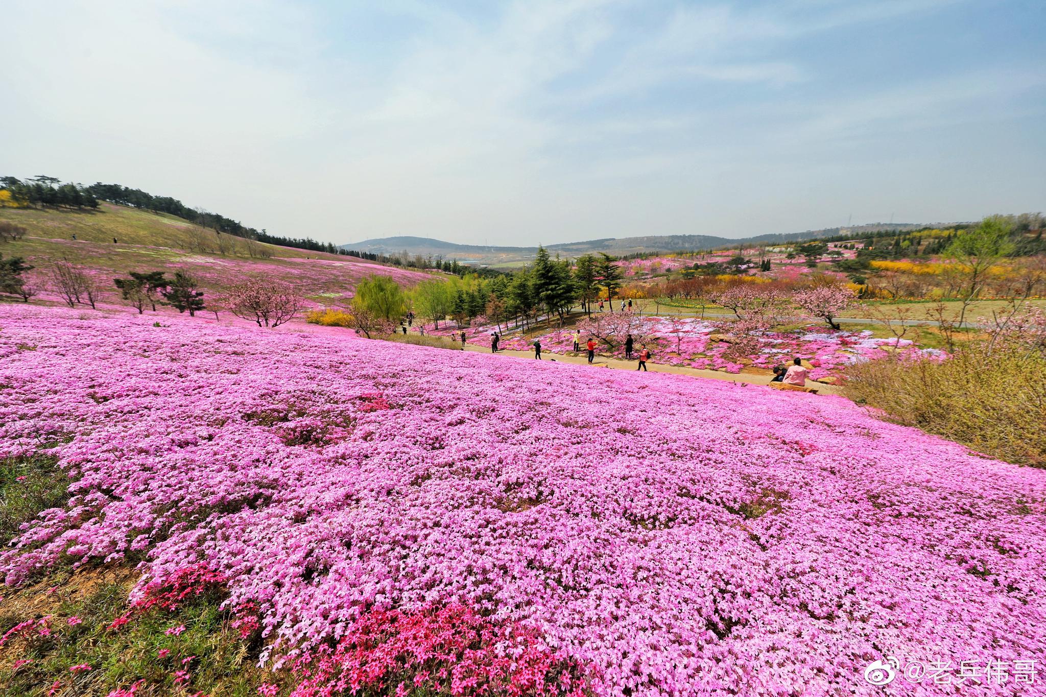 园主人说这才开了四分之一,盛开时可以与北海道芝樱花海媲美——芝樱