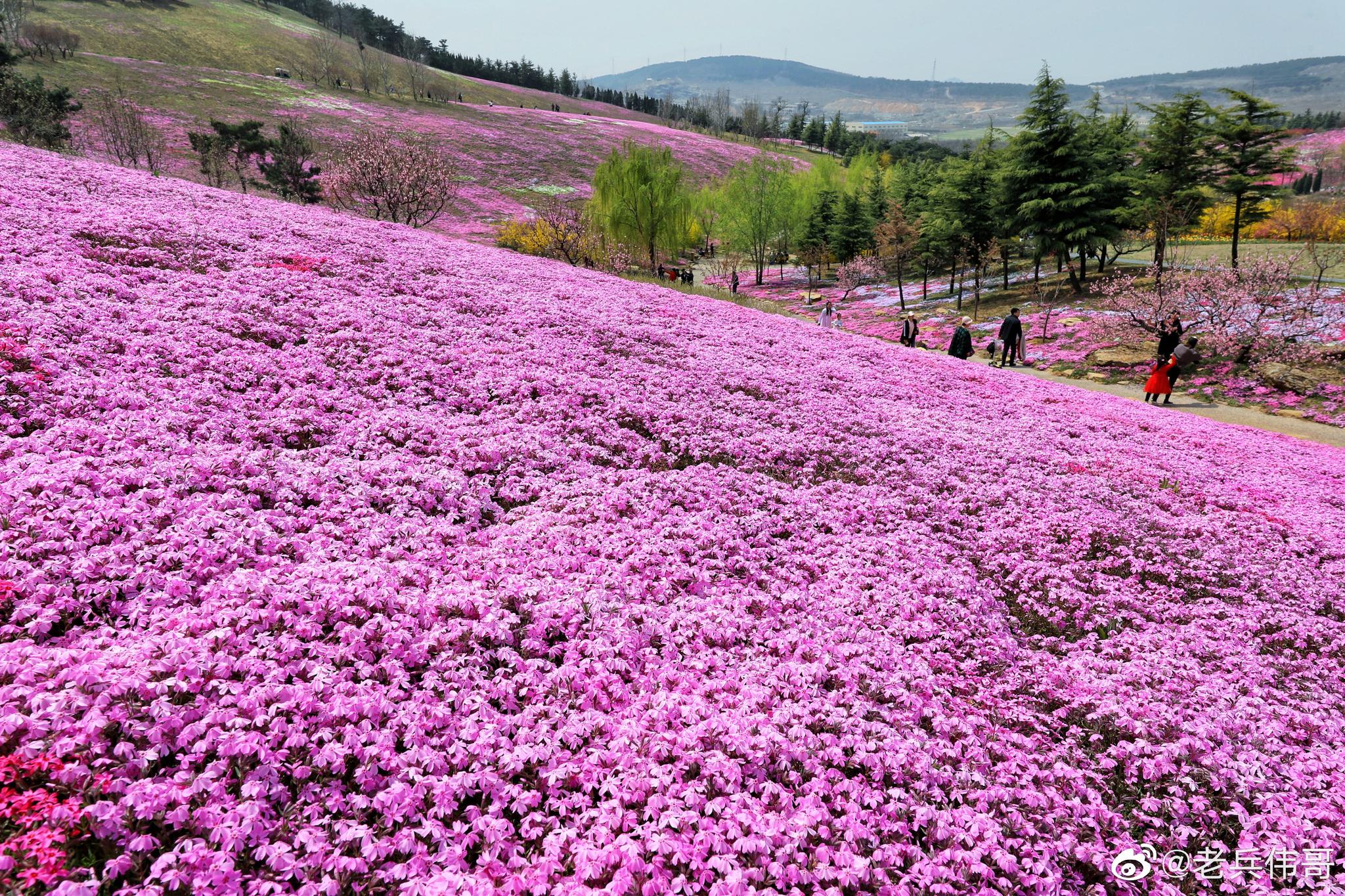遇见大连61芝樱花海