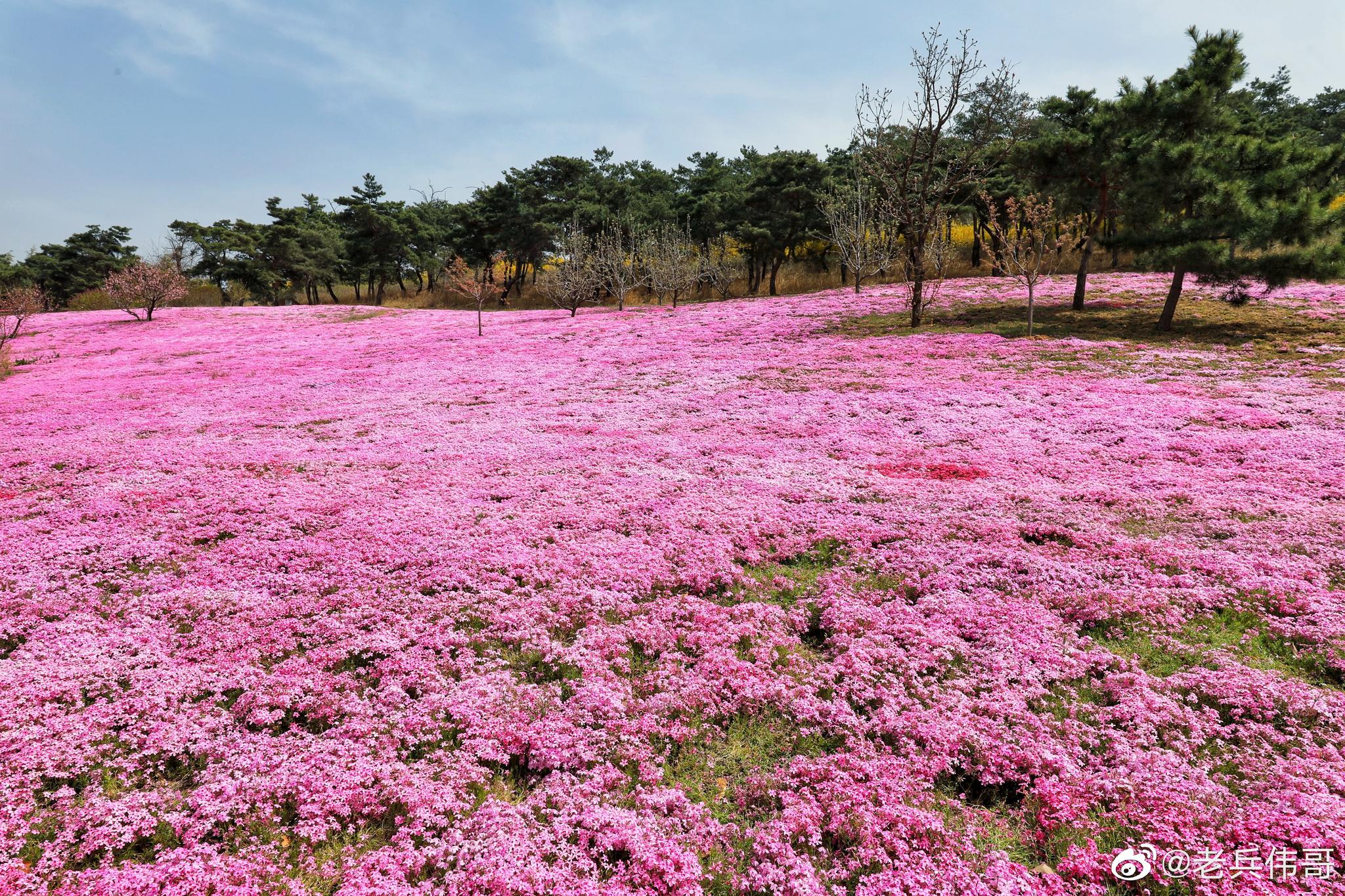 园主人说这才开了四分之一,盛开时可以与北海道芝樱花海媲美——芝樱