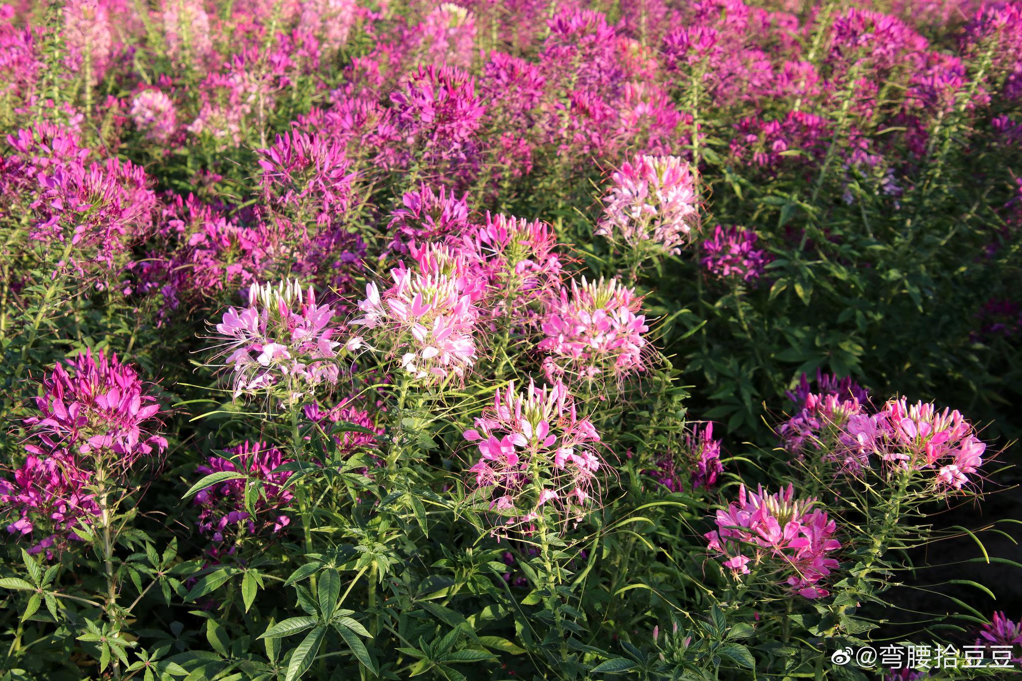 开在草原包头的花醉蝶
