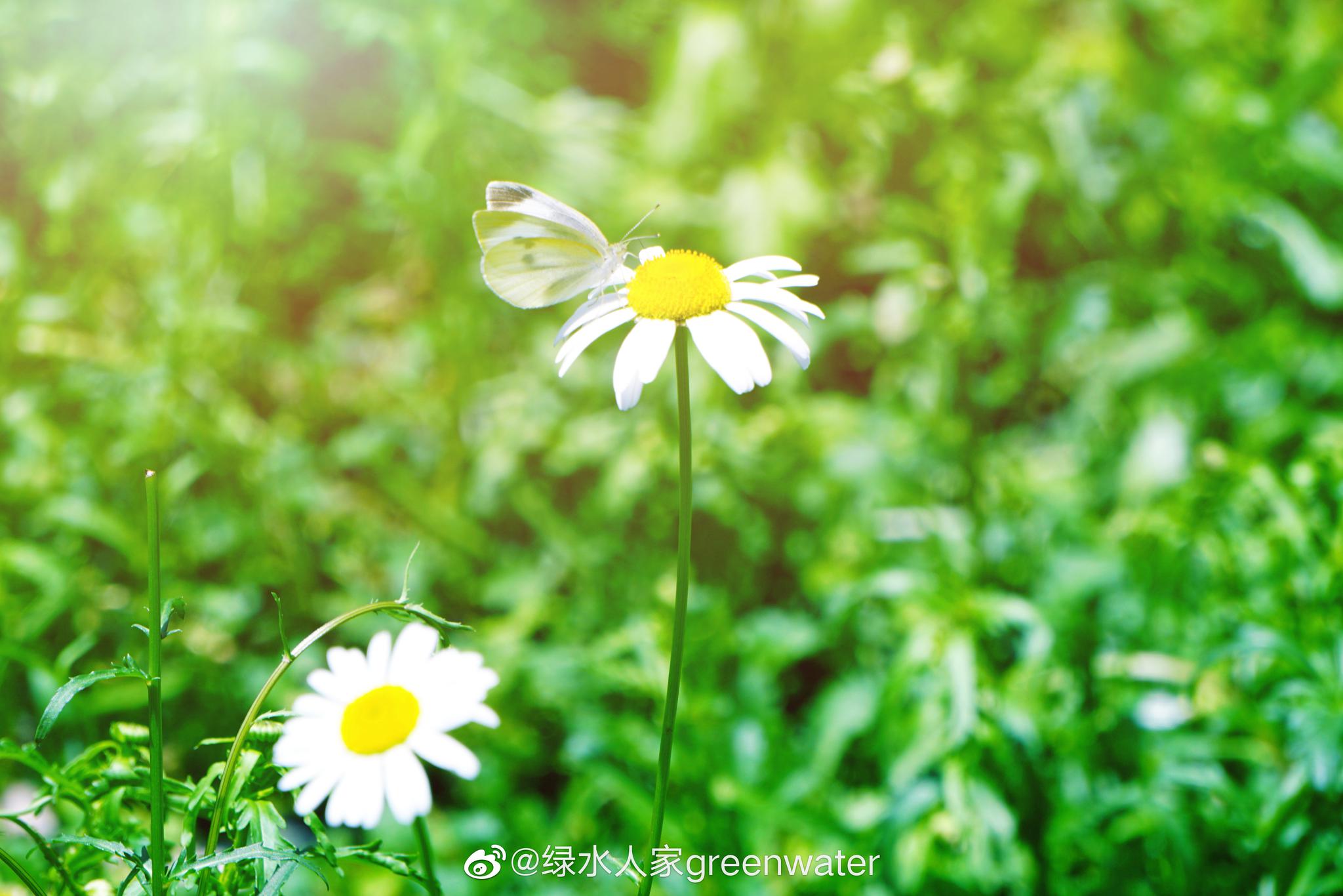 春日暖阳大片大片的雏菊静静地开放就像缪塞的诗我爱着