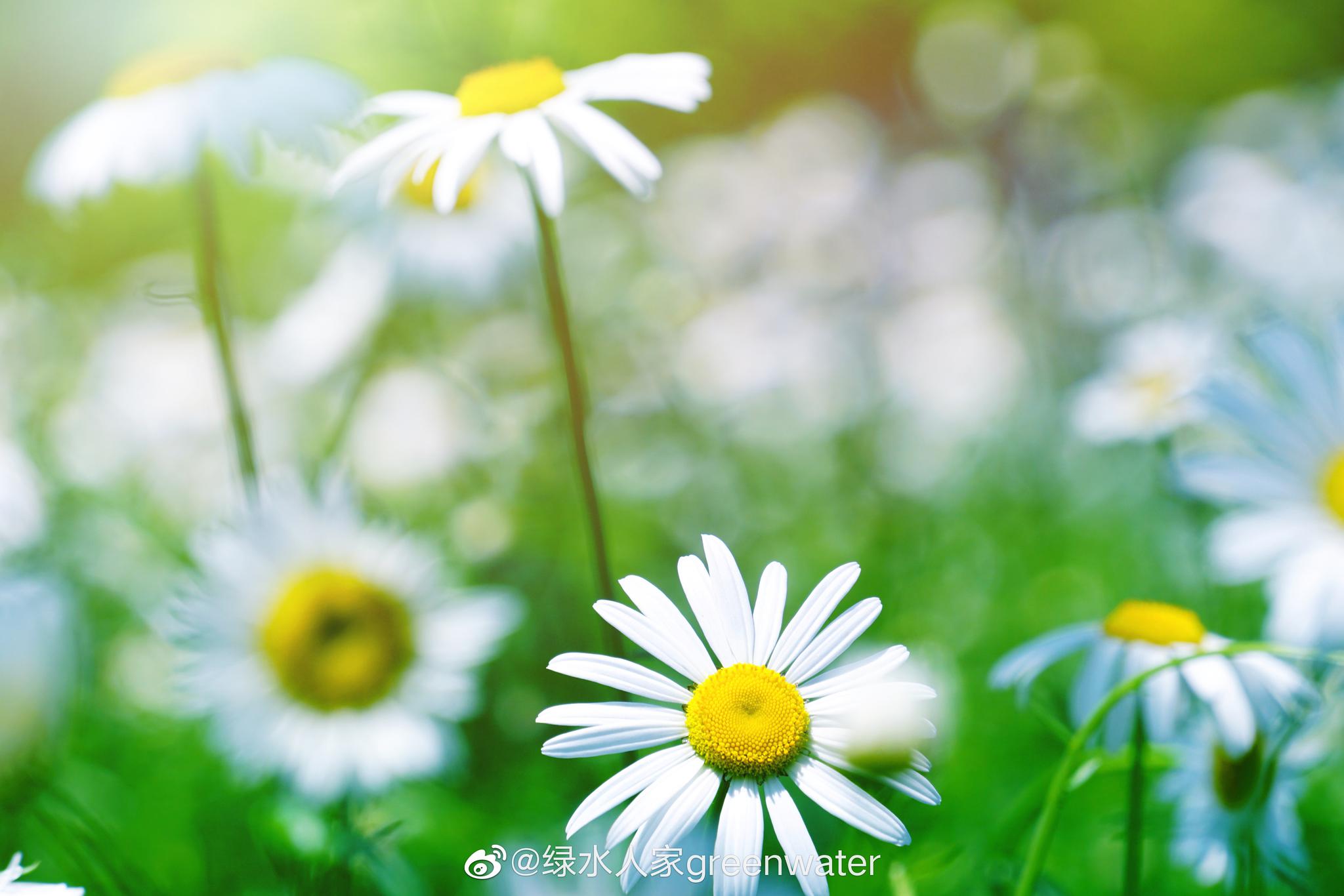 春日暖阳大片大片的雏菊静静地开放就像缪塞的诗我爱着