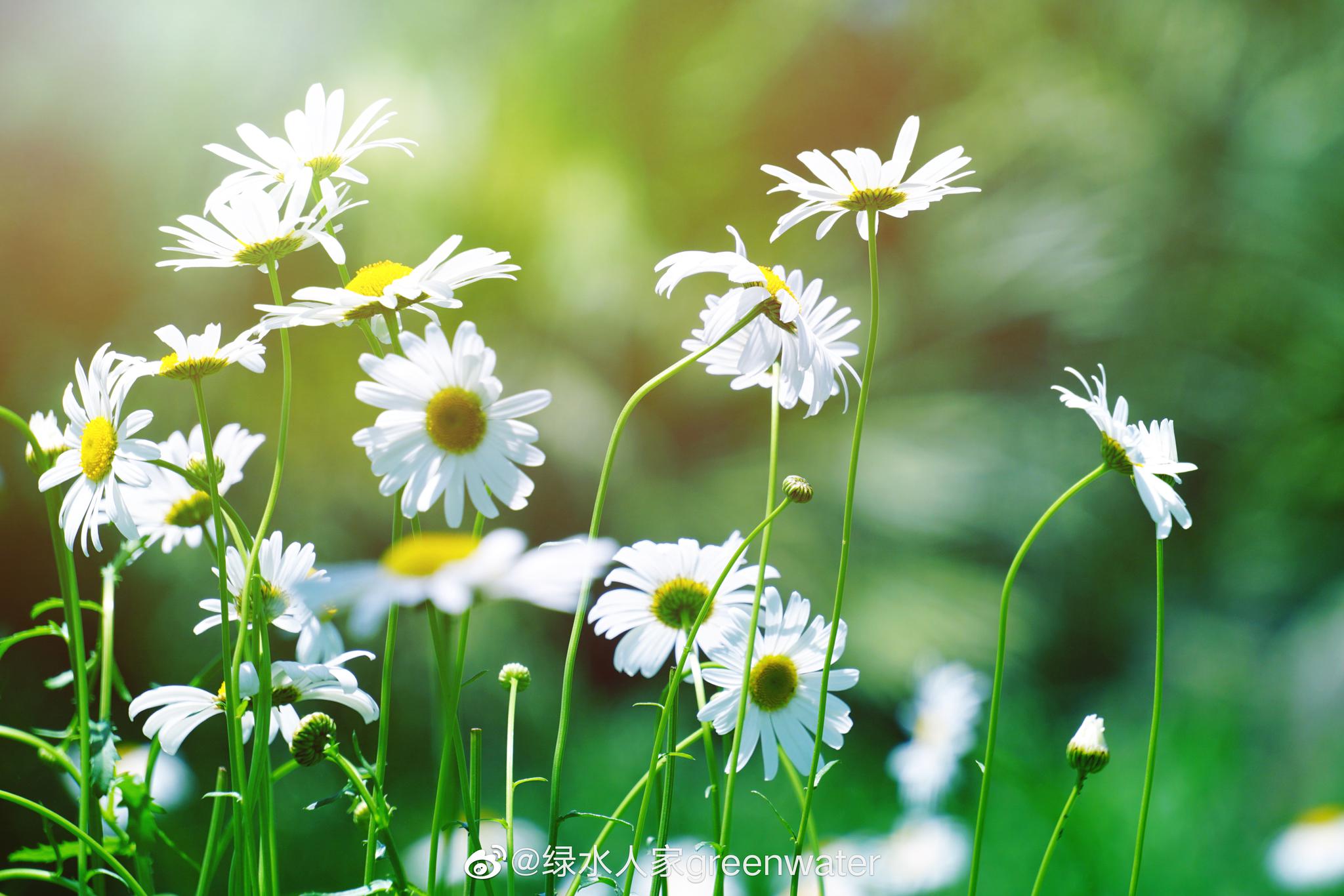 春日暖阳大片大片的雏菊静静地开放就像缪塞的诗我爱着
