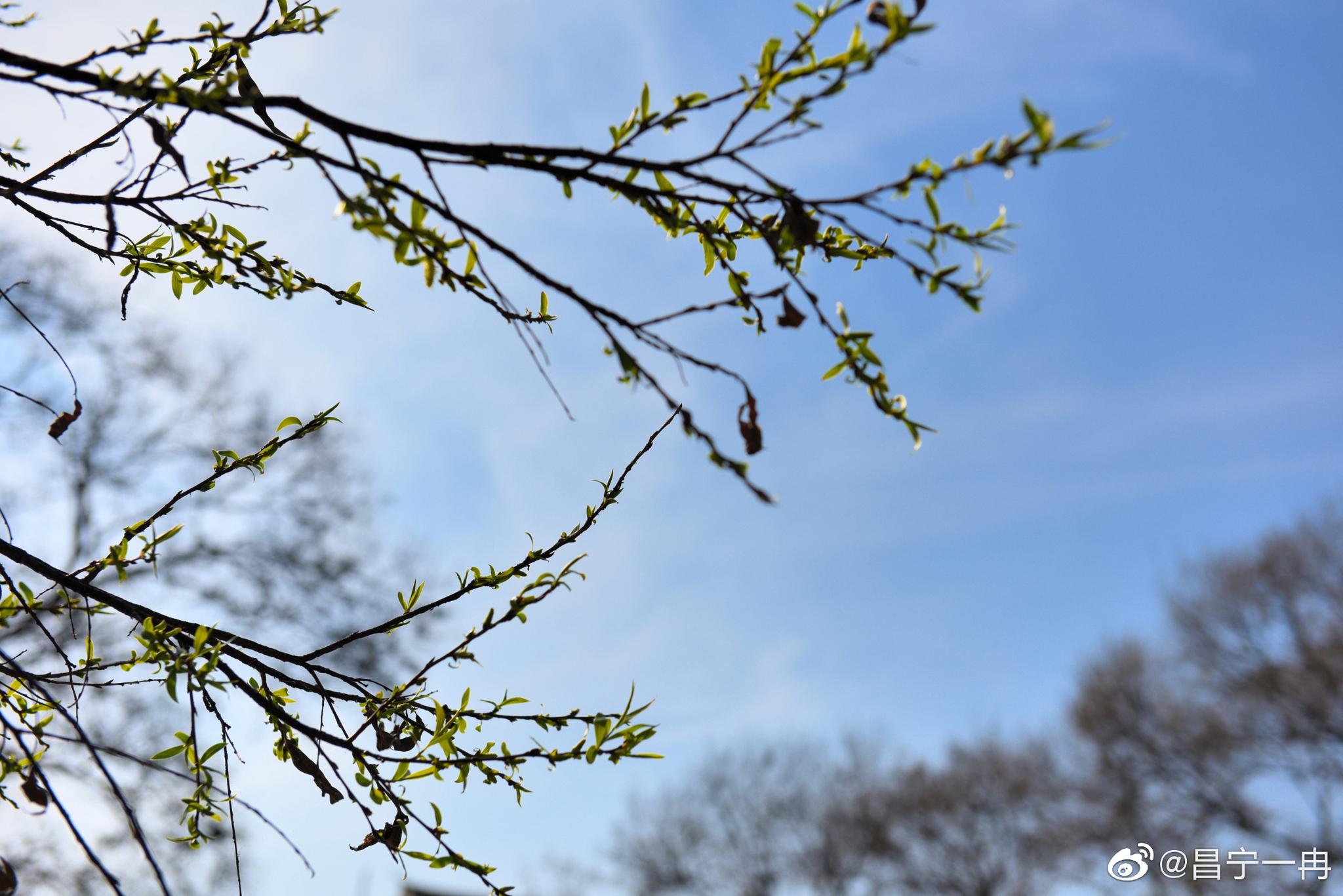 美丽昌宁·春风如剪柳叶开_高清图集_新浪网