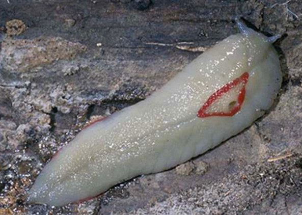 身体是滩粘液状外形恶心难看却是老中医眼里的宝贝