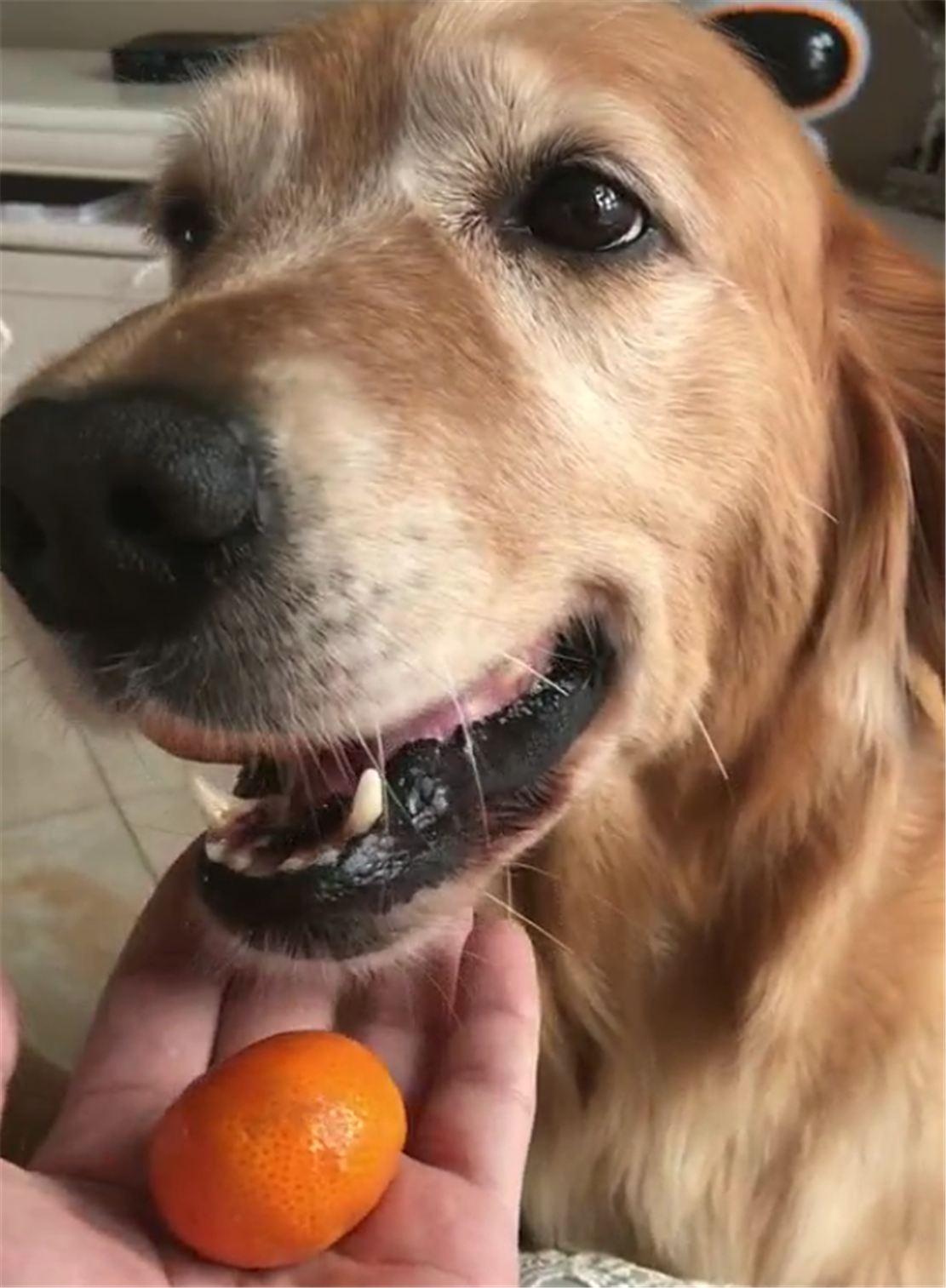 金毛偷吃,一张嘴塞四个橘子,被发现时一脸无辜,狗:跟我没关系