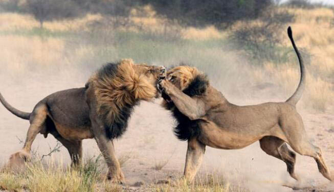 的杀招,这就是一场"胜者为王,败者为寇"的狮子界最高位置狮王的争霸!