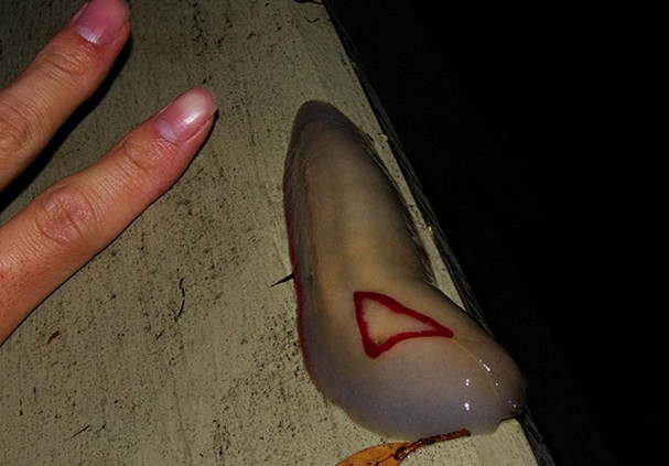 身体是滩粘液状外形恶心难看却是老中医眼里的宝贝