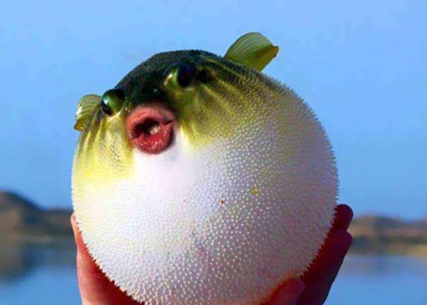 动物趣闻河豚鼓起来用针扎会不会爆炸