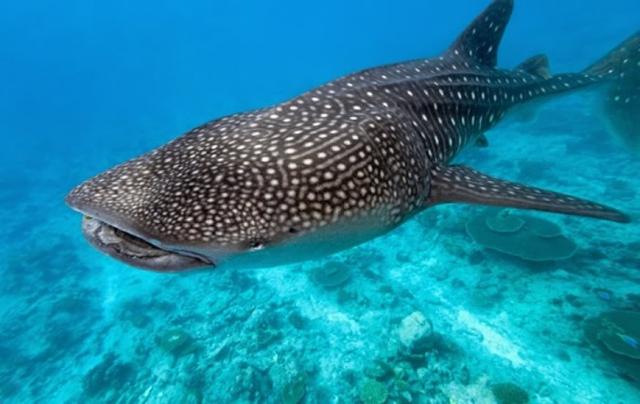 在海洋生物面前,大象就像小宝宝一样|滑齿龙|大象|海洋生物_新浪新闻