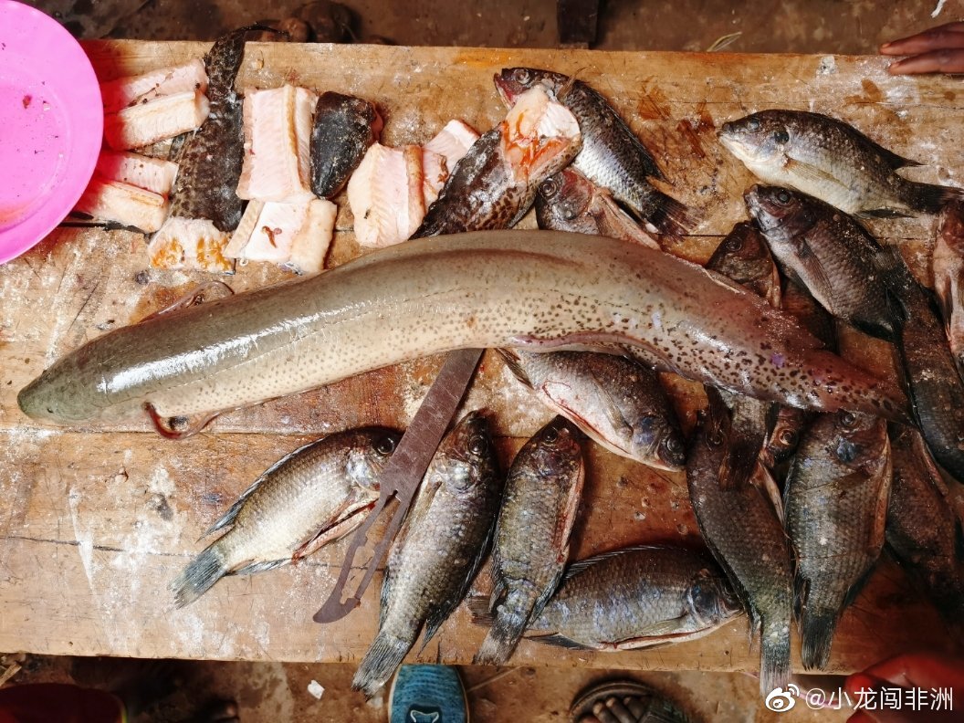 非洲神秘大鱼 能不吃不喝 在泥土中存活5年