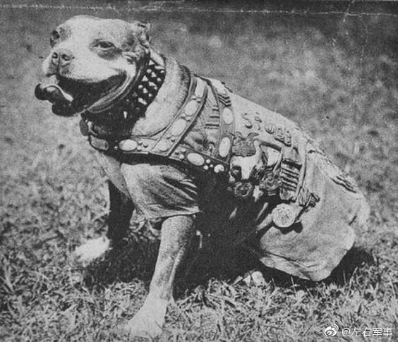 一战美军战斗英雄斯塔比中士作为美军第102步兵团的官方吉祥物